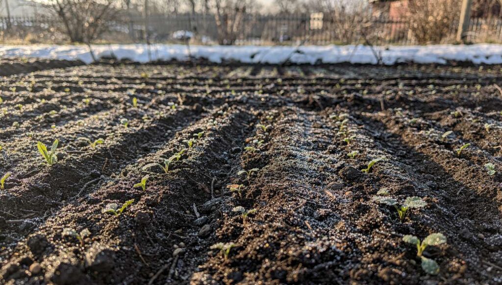 Aussaat-Fehler im März: Zu früh gesät ist oft verdorben
