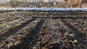Aussaat-Fehler im März: Zu früh gesät ist oft verdorben