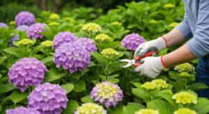 Hortensien im Frühling zurückschneiden, dieser Fehler kostet die Blüte