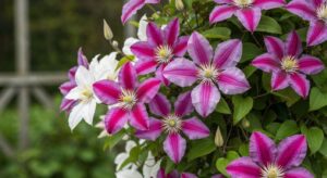 Clematis im April pflanzen, die besten Sorten für norddeutsche Gärten